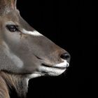 Grosser Kudu