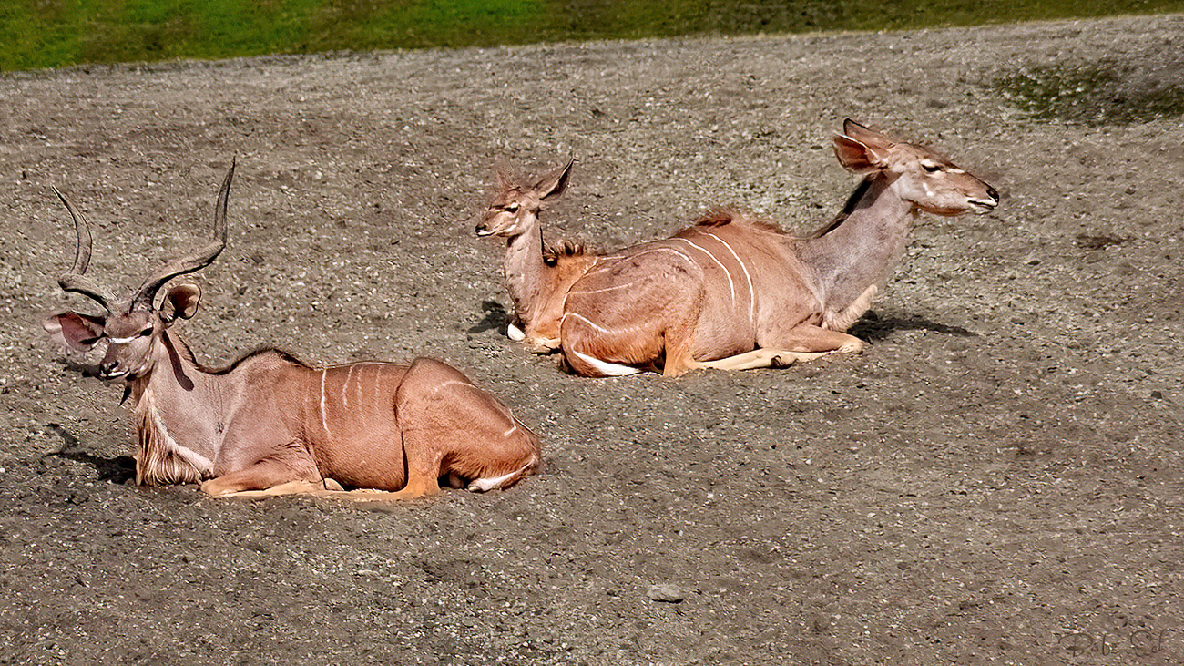 Großer Kudu