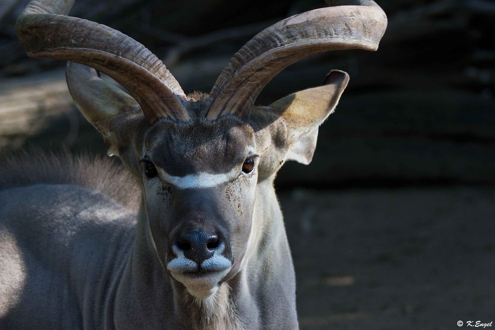 Großer Kudu