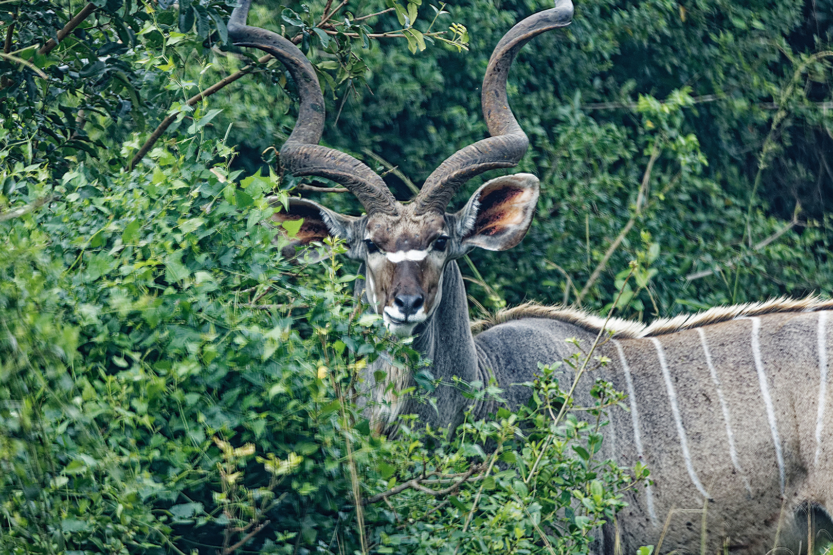 Grosser Kudu