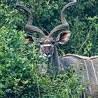 Grosser Kudu