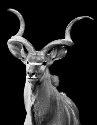 Großer Kudu....