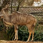 Grosser Kudu