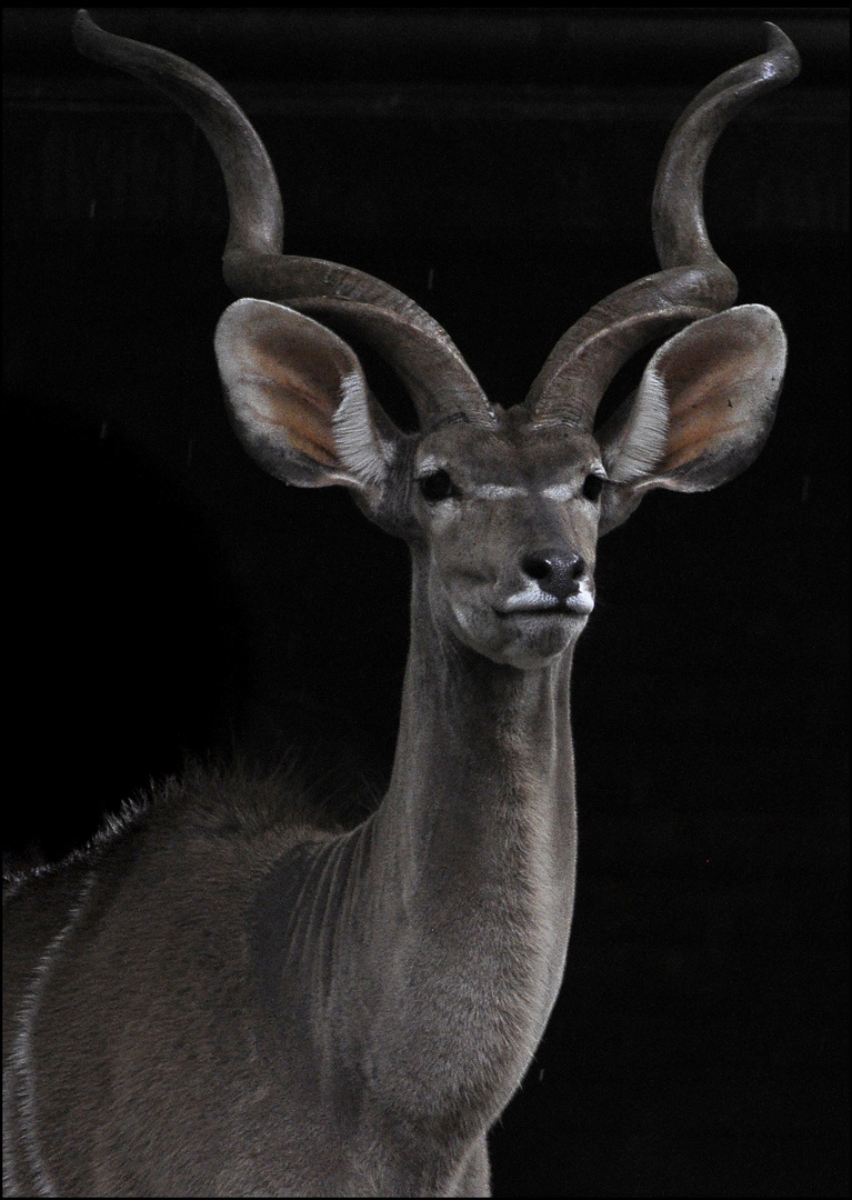 großer Kudu