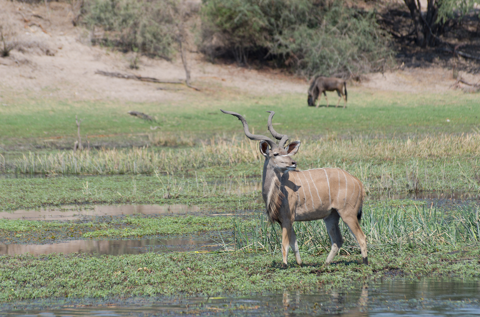 Großer Kudu