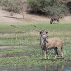 Großer Kudu