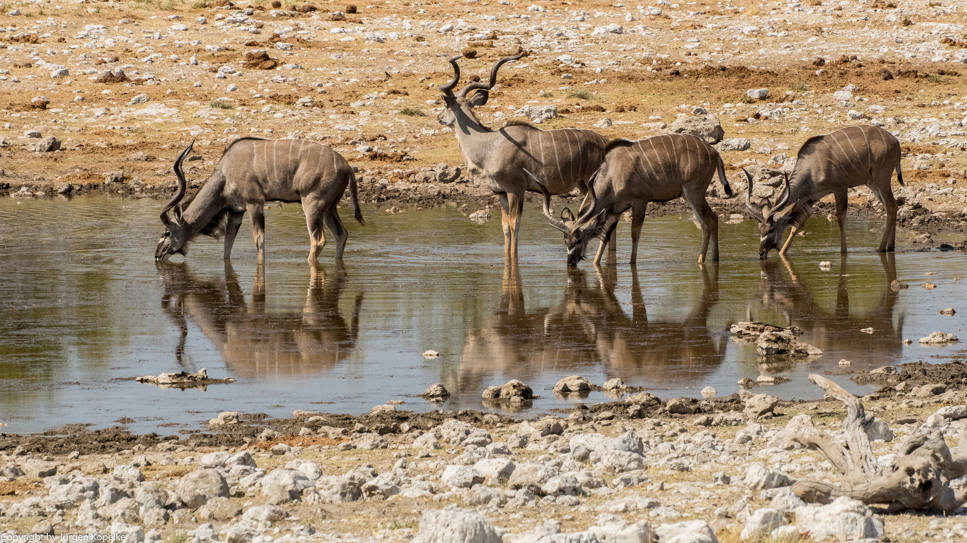 Großer Kudu am Wasserloch