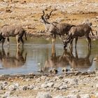 Großer Kudu am Wasserloch