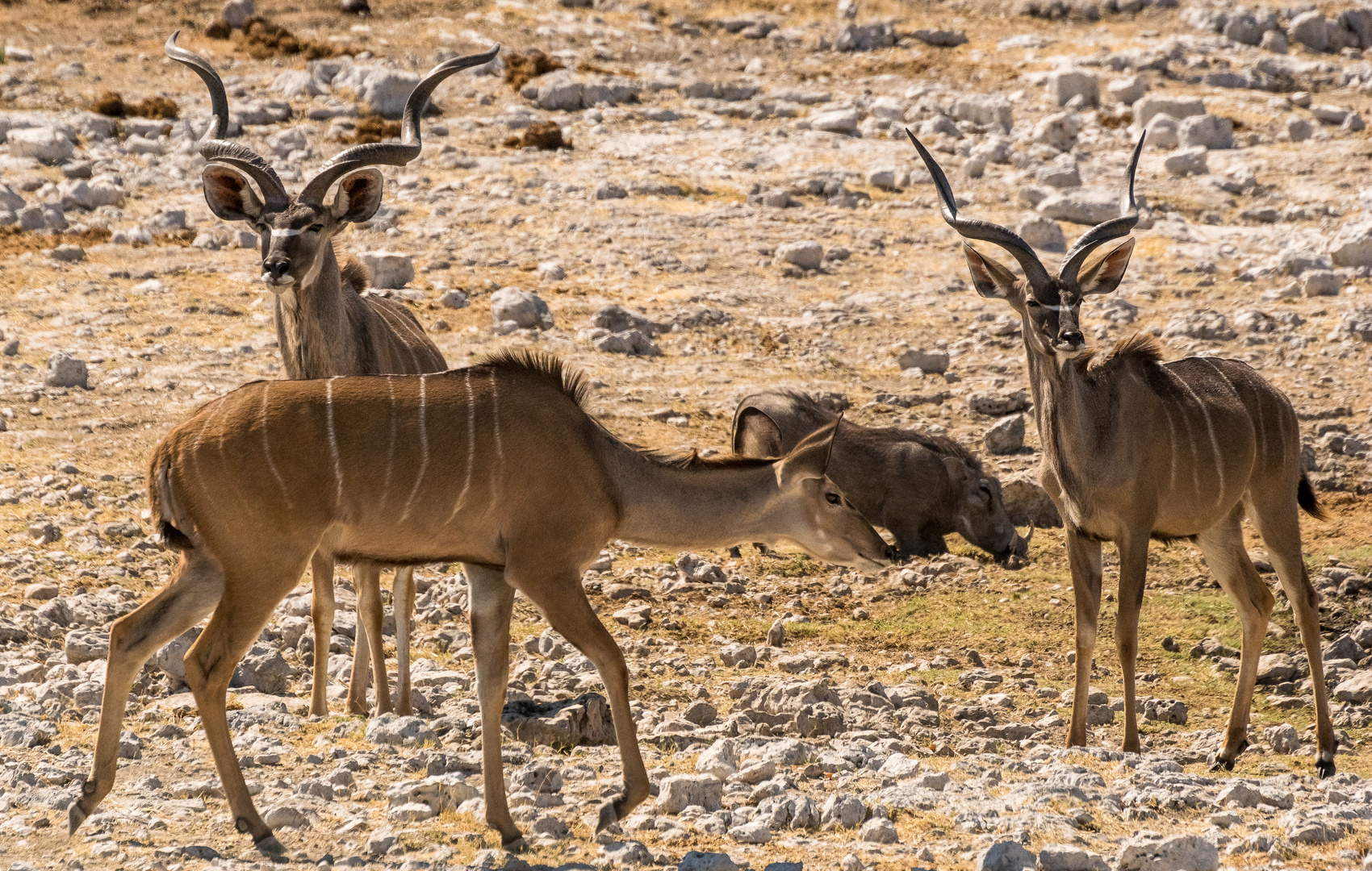 Großer Kudu am Wasserloch