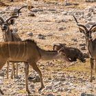 Großer Kudu am Wasserloch