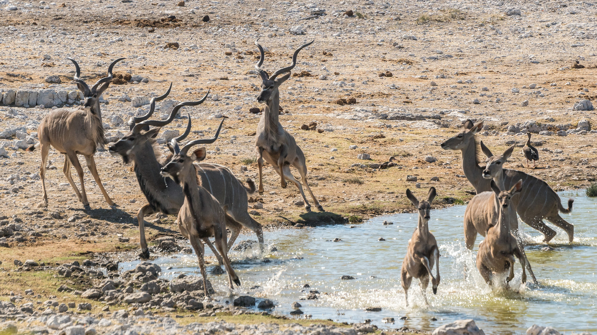 Großer Kudu am Wasserloch