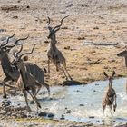 Großer Kudu am Wasserloch