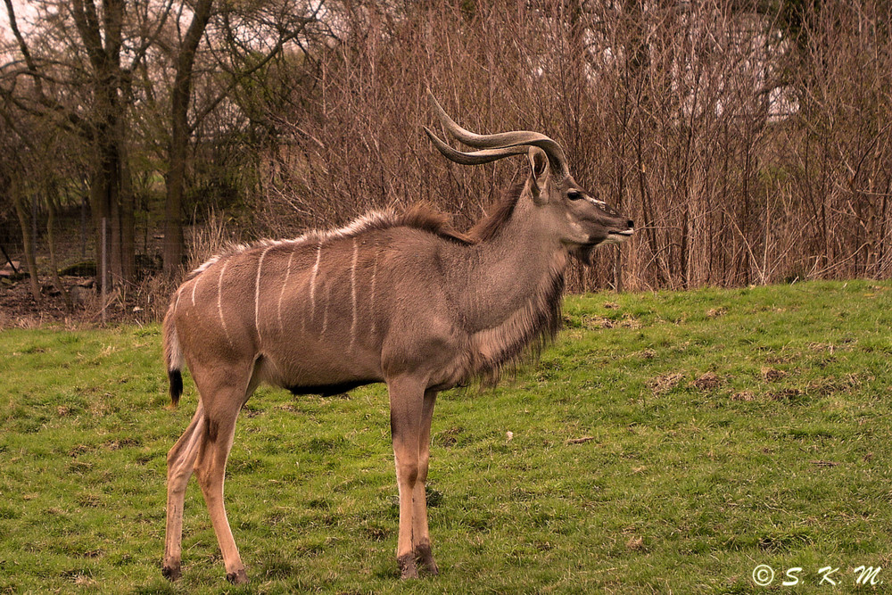 Großer Kudu - Antilopenart