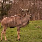 Großer Kudu - Antilopenart