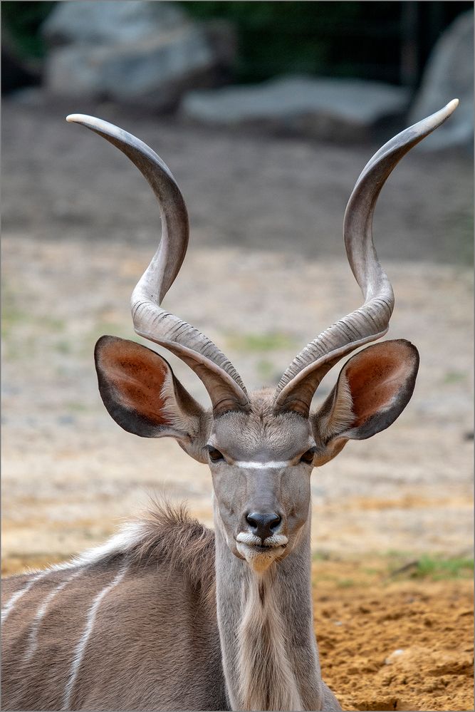 Gro er Kudu Foto Bild tiere zoo wildpark falknerei Gro er Kudu Foto Bild tiere zoo wildpark falknerei