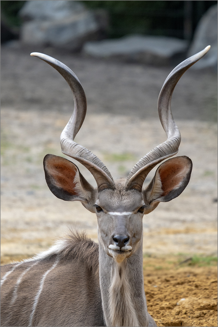 Großer Kudu