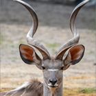 Großer Kudu