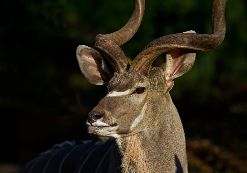 Großer Kudu