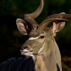 Großer Kudu