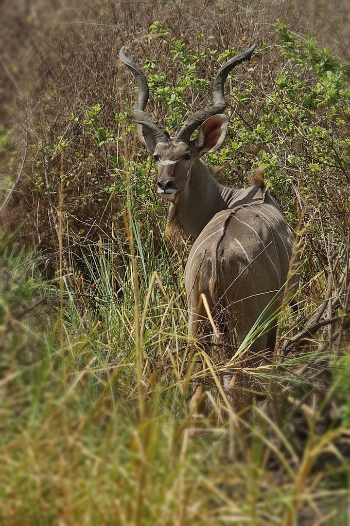 Großer Kudu