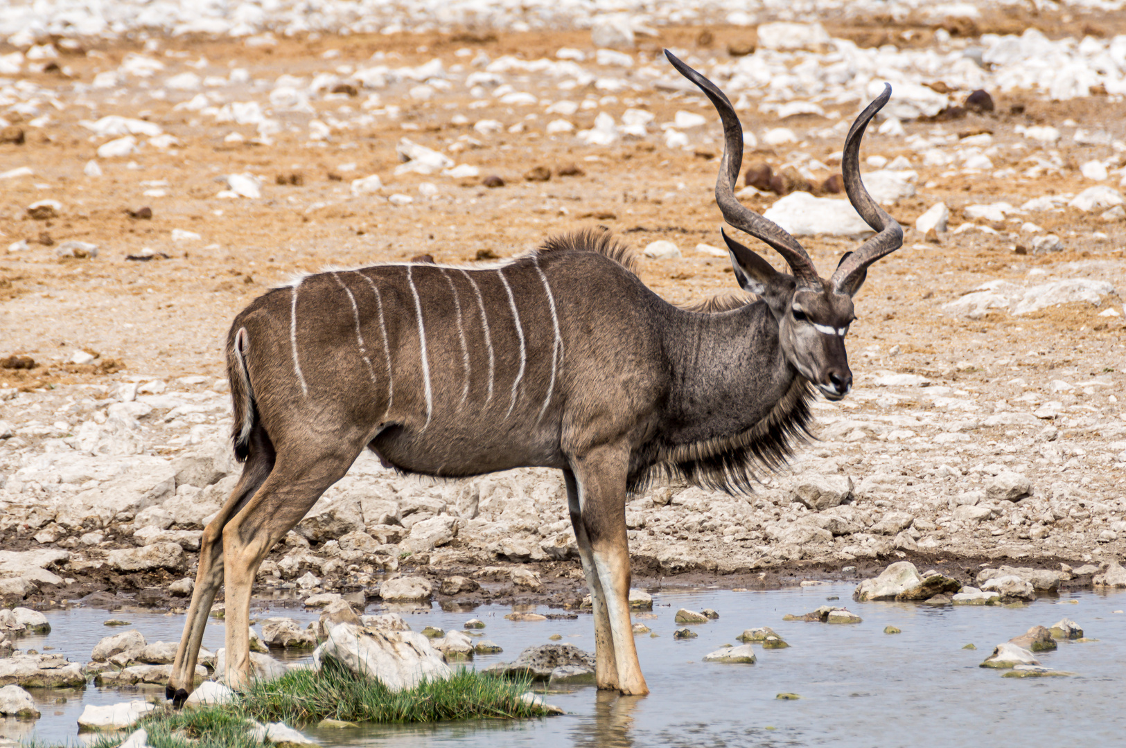 Großer Kudu-Bock