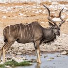 Großer Kudu-Bock