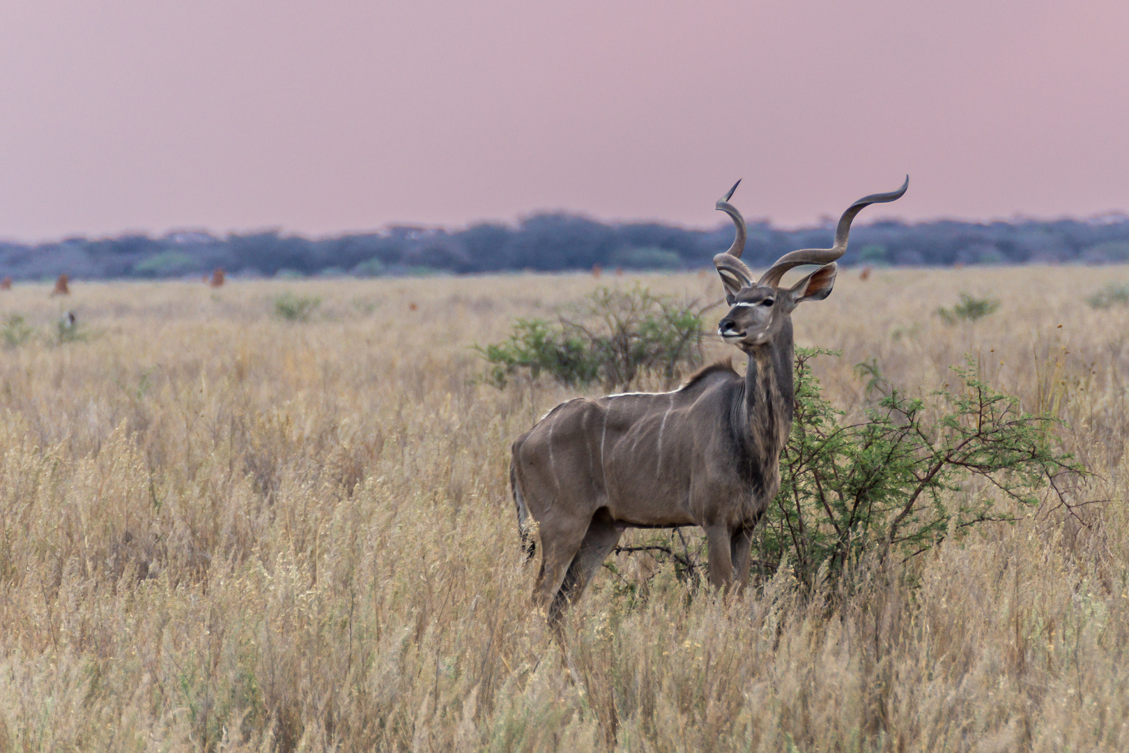 Großer Kudu-Bock