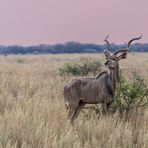 Großer Kudu-Bock