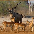 Großer Kudu-Bulle mit Impala-Damen