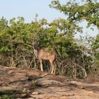 Großer Kudu