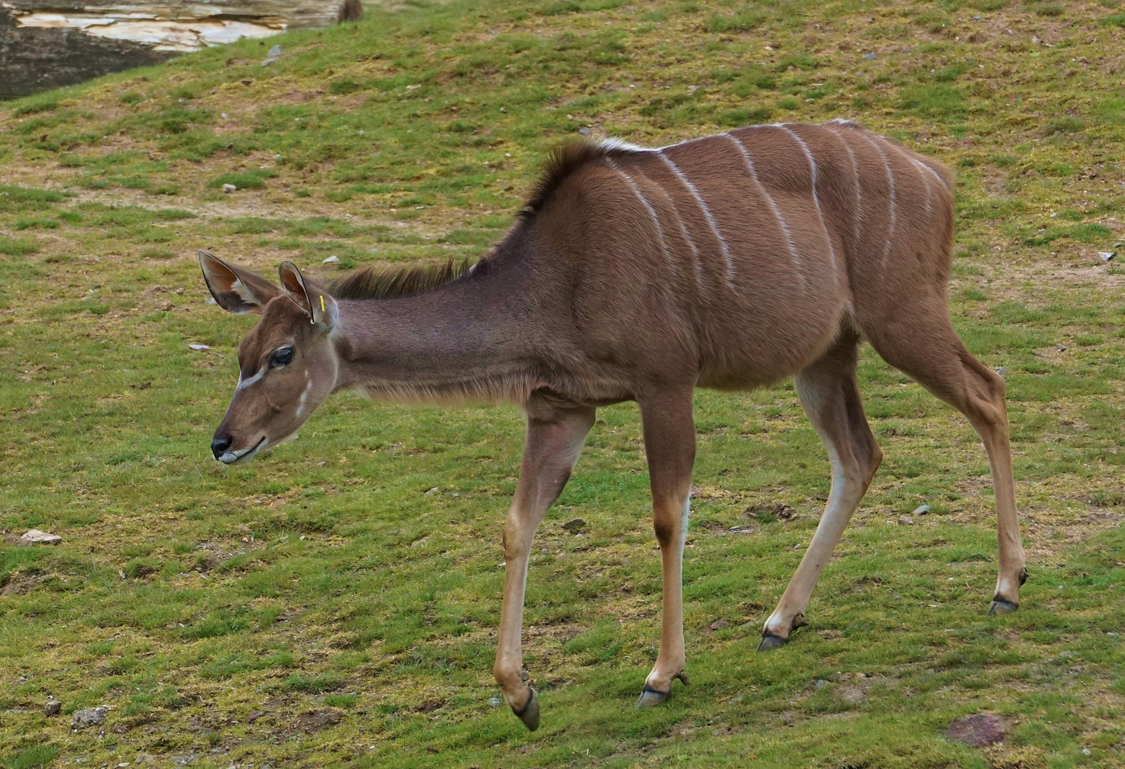  Großer Kudu