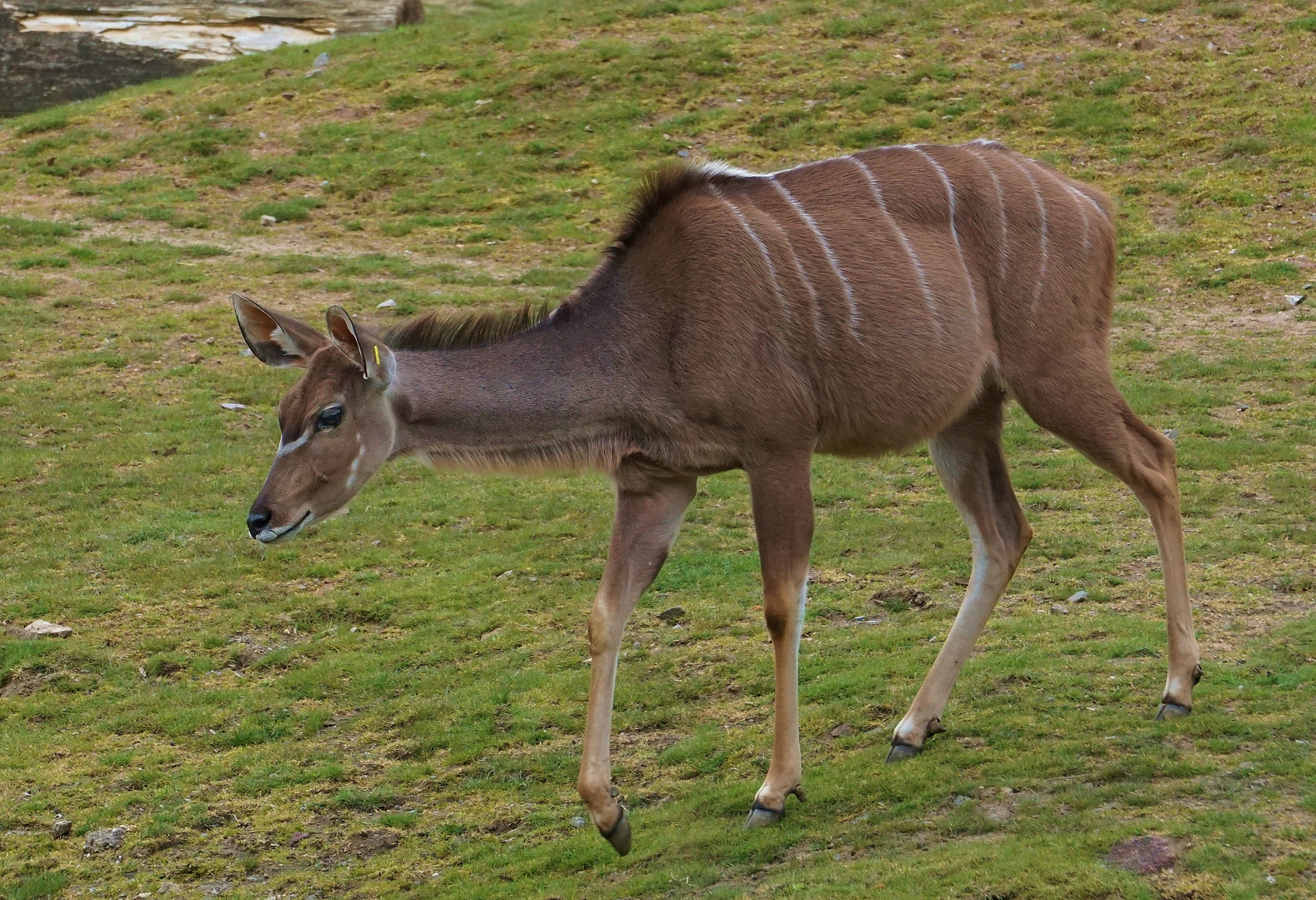 Gro er Kudu Foto Bild natur zoo afrika Bilder auf Gro er Kudu Foto Bild natur zoo afrika Bilder auf