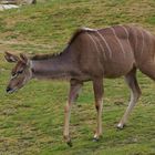  Großer Kudu