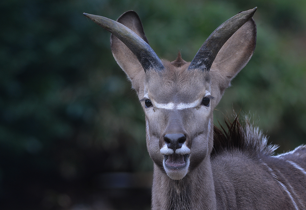 großer Kudu