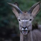 großer Kudu