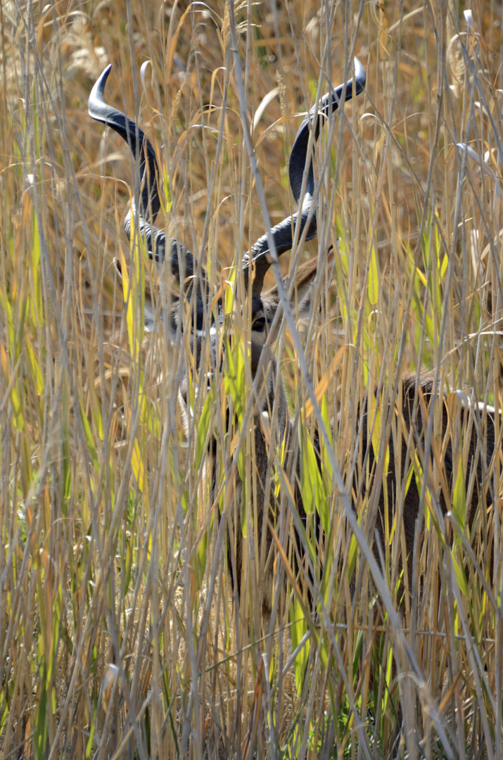 Großer Kudu