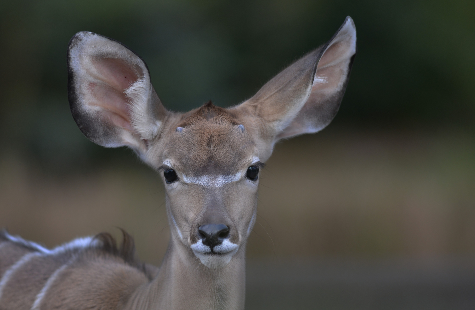 großer Kudu