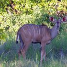 Großer Kudu