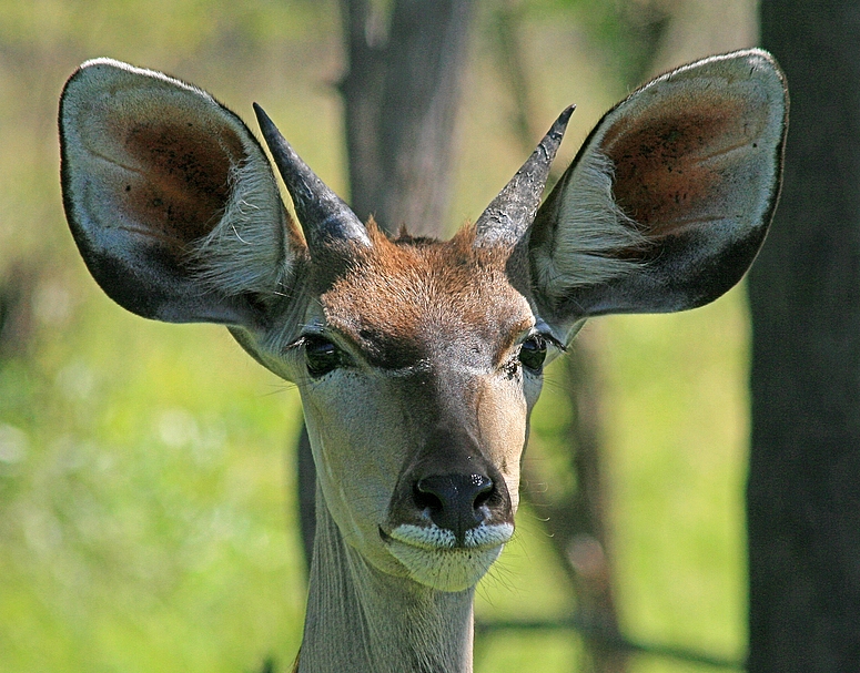 Großer Kudu - ganz nah