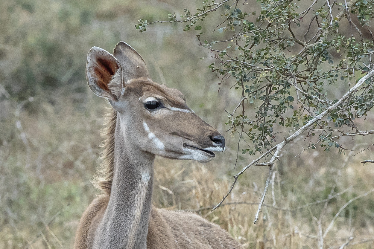 Grosser Kudu - I