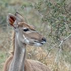 Grosser Kudu - I