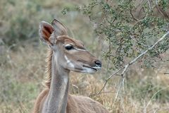 Grosser Kudu - I