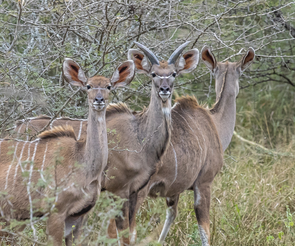 Grosser Kudu - II