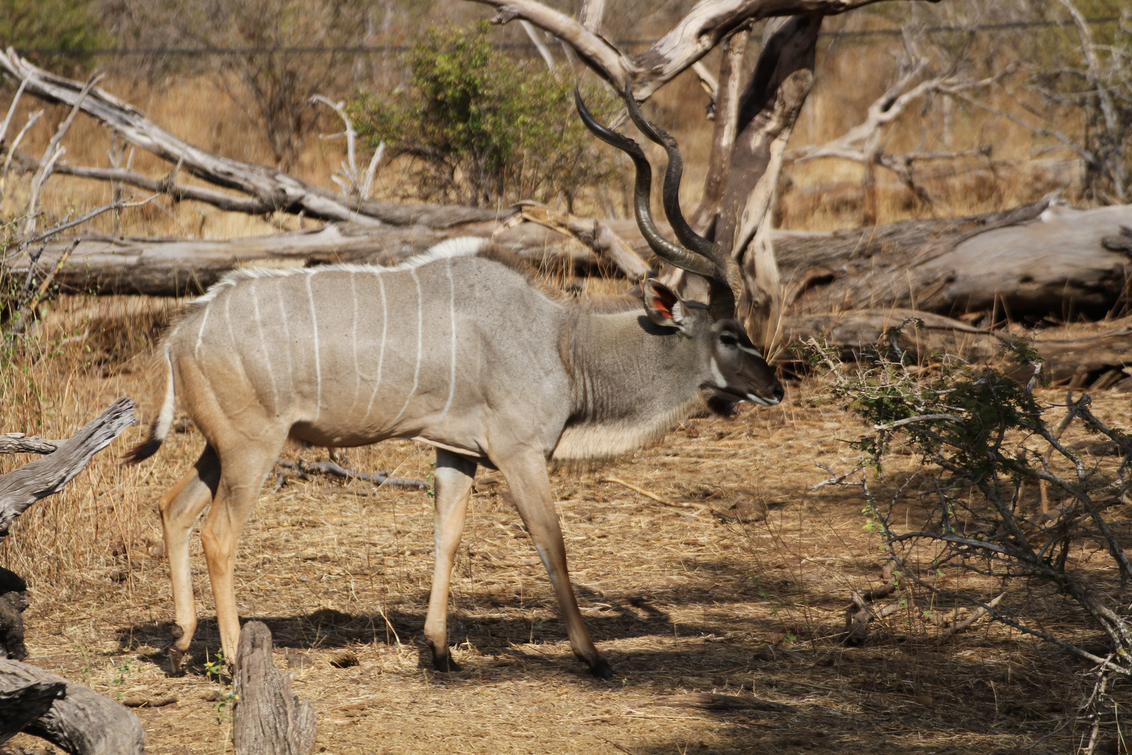 Großer Kudu (Tragelaphus strepsiceros) (1)