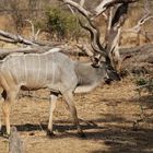 Großer Kudu (Tragelaphus strepsiceros) (1)