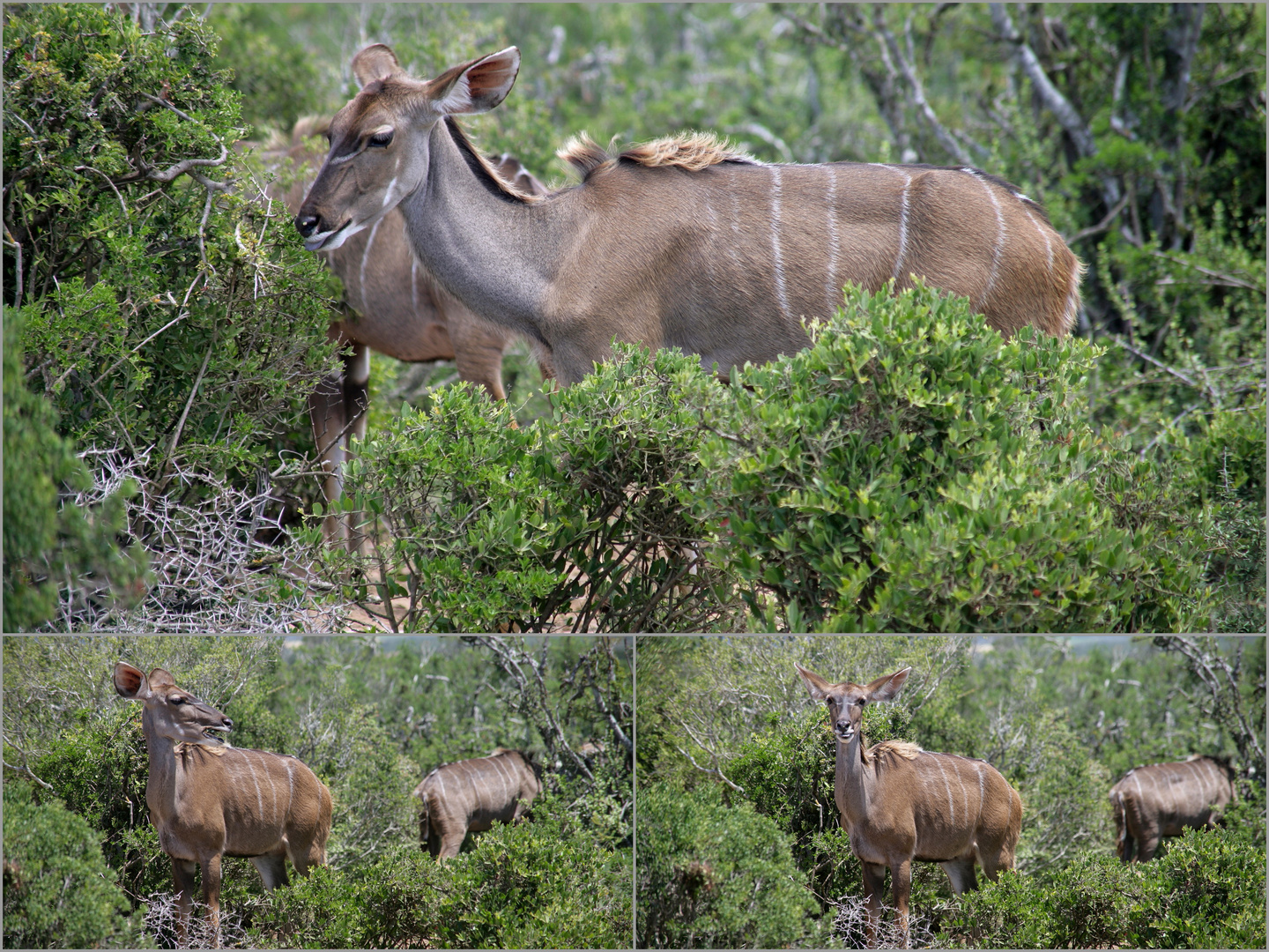 Großer Kudu - Tragelaphus strepsiceros (weibliche Gruppe)