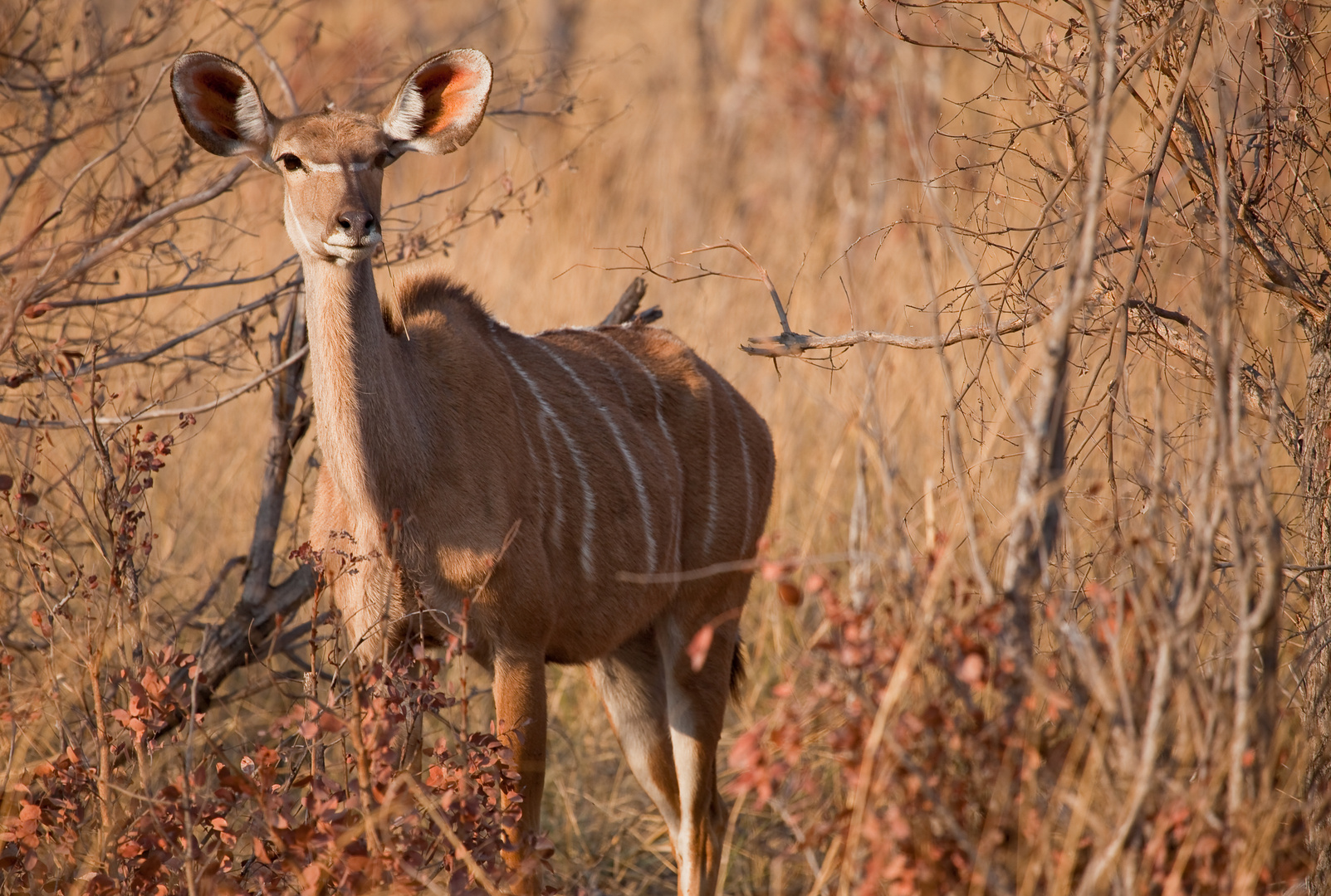 Großer Kudu, weiblich