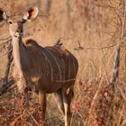 Großer Kudu, weiblich