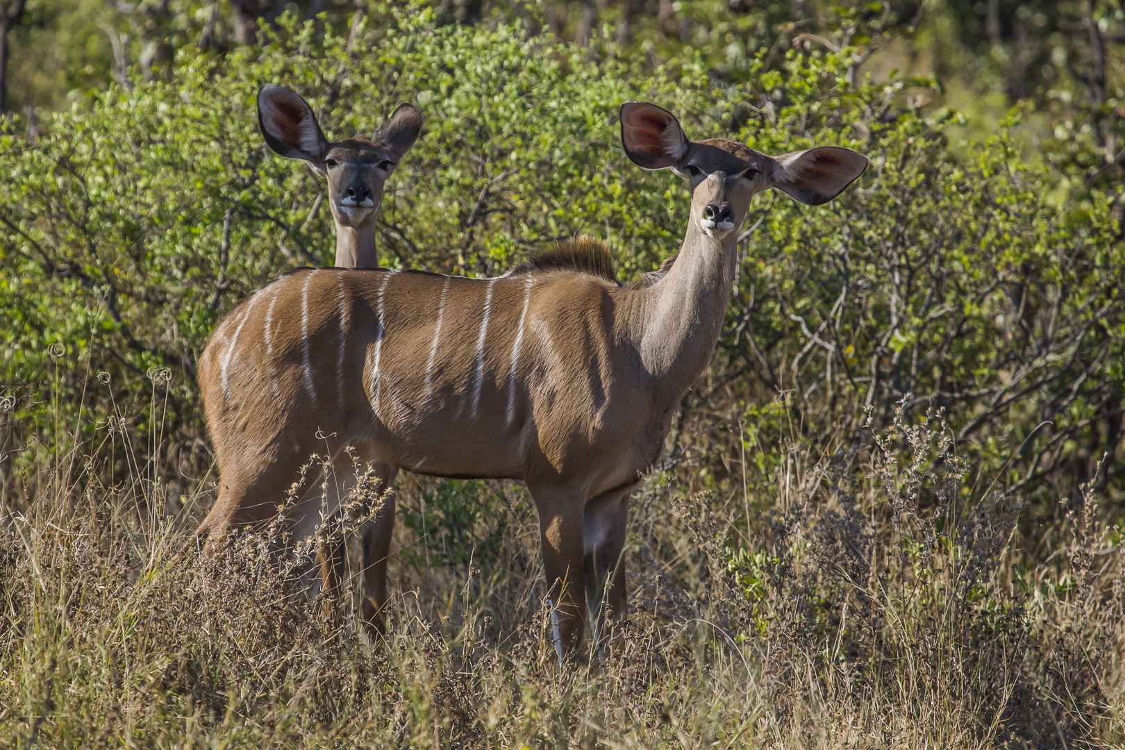 Großer Kudu - weiblich
