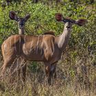 Großer Kudu - weiblich